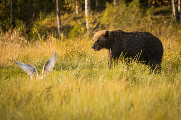 Fototapeta premium Bär in der Wildnis Finnlands