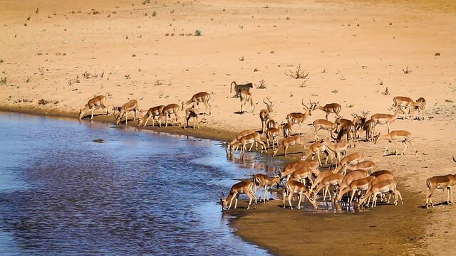 Herd of Common Impala drinking in river scenery in Kruger National park, South Africa ; Specie Aepyceros melampus family of Bovidae