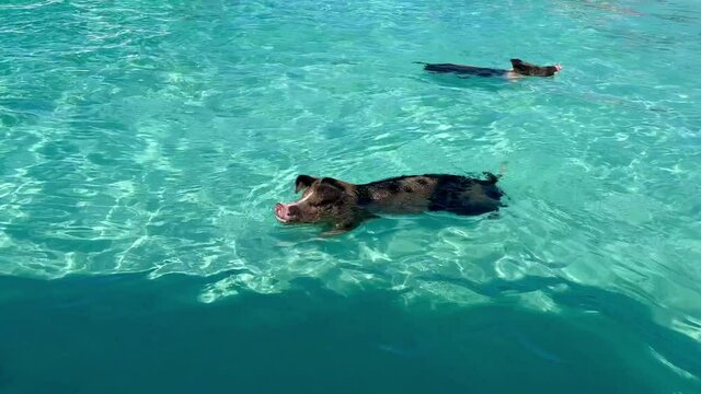Swimming pig in turquoise water, at beach on Pig beach, Great Exuma, Bahamas
