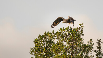Adler im Angriffsflug
