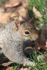 squirrel eating nut