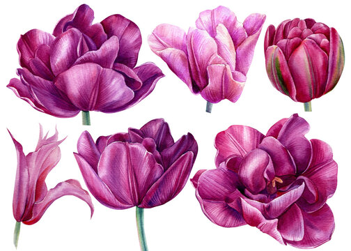 Flowers set, tulips watercolor drawing, botanical painting, spring flora on isolated white,