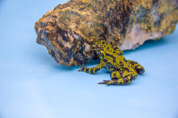 Far Eastern toad, Green tropical frog in Asia. Amphibian on the stone.  Bombinatoridae