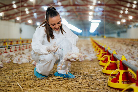 veterinarian giving vaccine to chicken