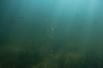 Fototapeta na wymiar underwater background with a lot of small fish and sunrays.clear lake water, underwater photography.