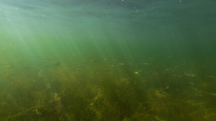 Fototapeta na wymiar underwater background with a lot of small fish and sunrays.clear lake water, underwater photography.