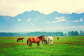 Horses graze in the pasture of Buryatia, Arshan.