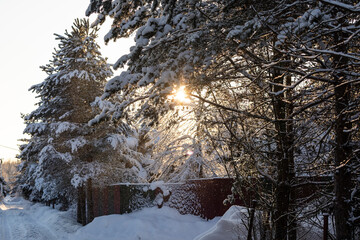 The sun shines through the branches of trees, snow falls on a frosty sunny day.