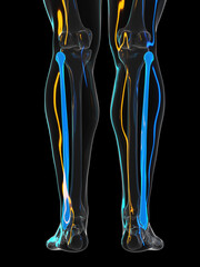 3d rendered illustration of the fibula