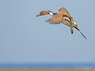 Northern pintail flying above the ocean © arjacee