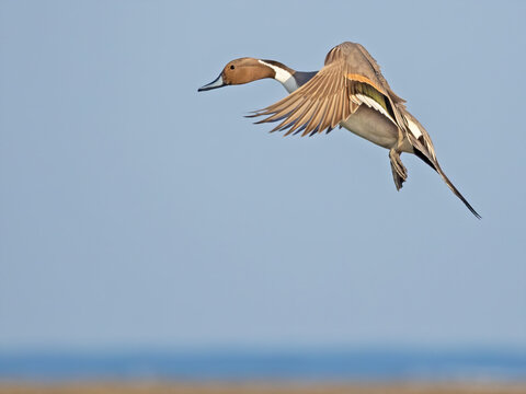 Northern pintail flying above the ocean