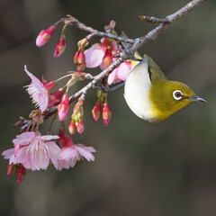 Japanese white-eye and sakura