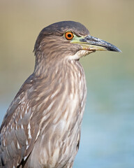 Portrait of a black-crowned heron