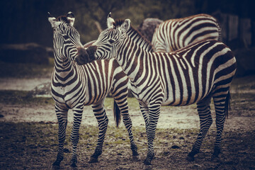 Fototapeta na wymiar Küssende Zebras