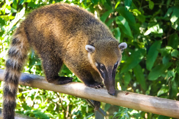Dangerous wild coati (nasua) posing on Brazilian side of Iguazu falls national park.