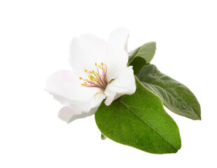 Fototapeta premium Quince flower isolated on white background.