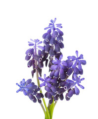 Fototapeta na wymiar Small bunch of Muscari isolated on white background. Grape Hyacinth. Selective focus.