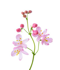 Fototapeta na wymiar Small light pink flowers of Honeysuckle (Tatarian Honeysuckle) isolated on white background. Selective focus.