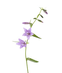 Light lilac Bellflowers isolated on white background.