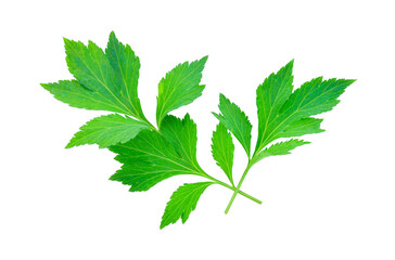 White mugwort plant (Artemisia lactiflora) on white background .