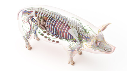 3d rendered illustration of the porcine anatomy