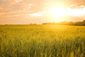 Wheat crop field, Sunset landscape on rye land. Harvesting