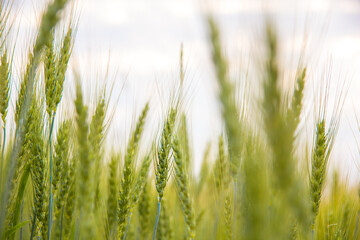 Defocused image of green rye on the field at harvest. Secale cereale, rye ear close up