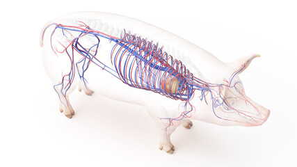 3d rendered illustration of the porcine anatomy - the vascular system