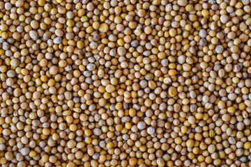 Mustard grains - mustard seeds pattern