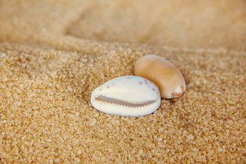 Fototapeta na wymiar Sea shells in the sand on the background of beach and sea. Concept of relaxation and tropical paradise