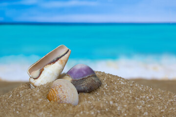 Obraz na płótnie Canvas Seashells on the seashore, sand, beach and waves, tropical vacations, relaxation.