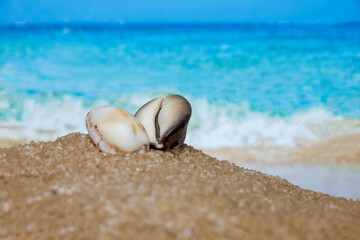 Fototapeta na wymiar Seashells on the seashore, sand, beach and waves, tropical vacations, relaxation.