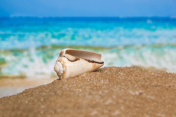 Seashells on the seashore, sand, beach and waves, tropical vacations, relaxation.