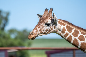 A long slender giraffe in Hemker Park Zoo, Minnesota
