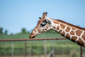 A long slender giraffe in Hemker Park Zoo, Minnesota