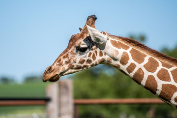 Obraz premium A long slender giraffe in Hemker Park Zoo, Minnesota