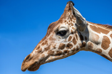 A long slender giraffe in Hemker Park Zoo, Minnesota