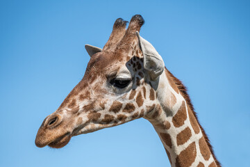 A long slender giraffe in Hemker Park Zoo, Minnesota