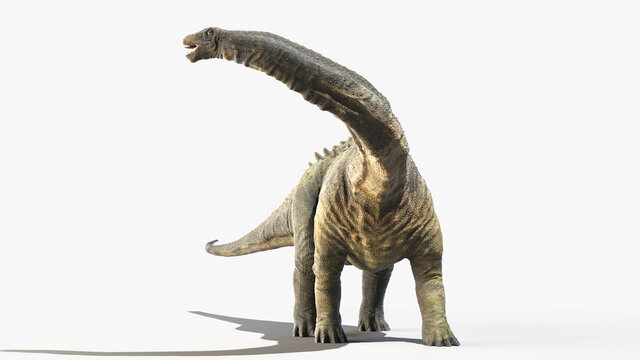 3d rendered illustration of an Apatosaurus