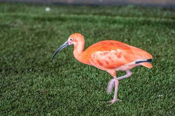 A Scarlet Ibis in Hemker Park Zoo, Minnesota