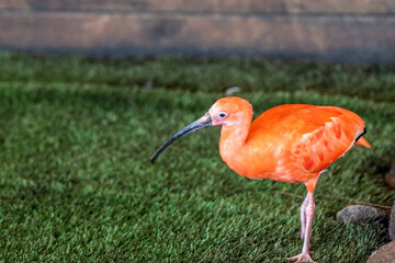 A Scarlet Ibis in Hemker Park Zoo, Minnesota