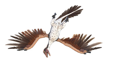 3d rendered illustration of an Archaeopteryx