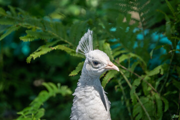 A White Peacock in Hemker Park Zoo, Minnesota