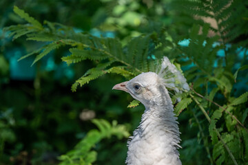 A White Peacock in Hemker Park Zoo, Minnesota