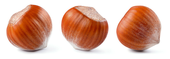 Hazelnut isolated. Hazel set on white background. Hazelnuts in shell. Full depth of field.