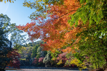 伊勢神宮内宮　御手洗場の紅葉　三重県