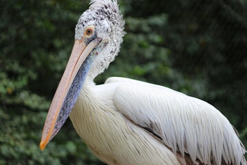 wild bird with a big beak