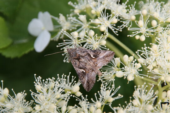 Gammaeule auf Hortensie
