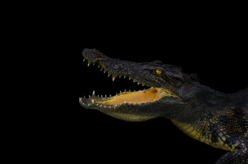 crocodile portrait on black colour background. Wildlife and animal photo.