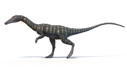 3d rendered illustration of a Coelophysis